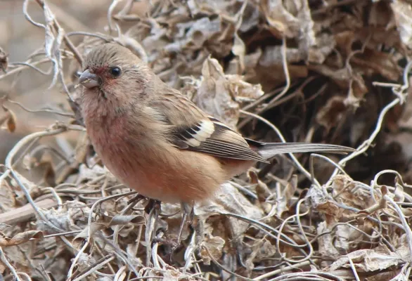 File:Carpodacus sibiricus sanguinolentus.JPG