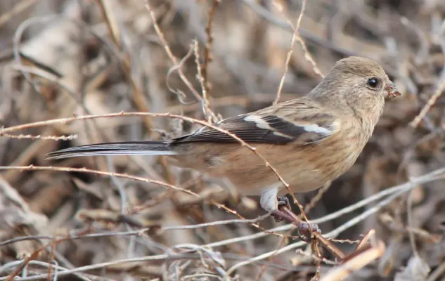 File:Carpodacus sibiricus sanguinolentus (female).JPG