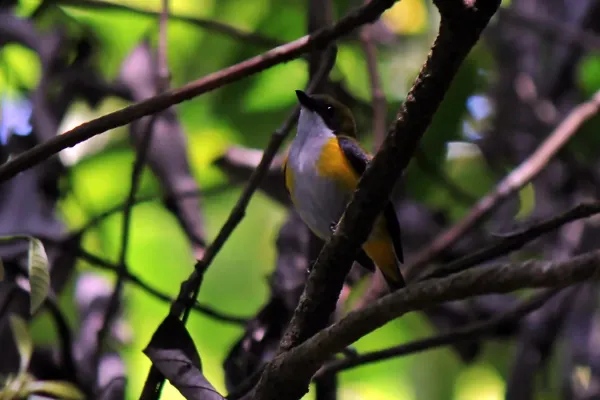File:Cabai Panggul-kuning (Dicaeum aureolimbatum).JPG
