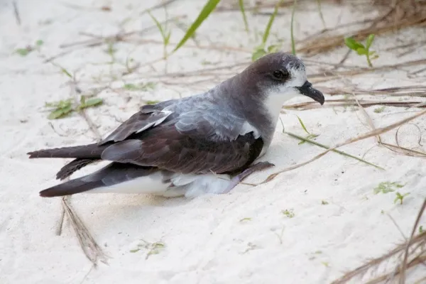 File:Pterodroma hypoleuca -Midway Atoll, USA-8.jpg