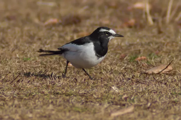 File:Motacilla grandis -Japan-8.jpg