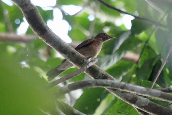 File:Hauxwell's Thrush (Turdus hauxwelli).jpg