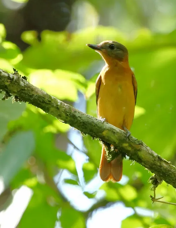 File:Attila phoenicurus - Rufous-tailed Attila.jpg