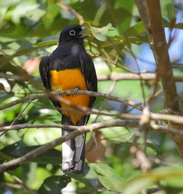 File:Trogon viridis (Green-backed Trogon), male, Restinga de Bertioga - SP - Brasil.jpg
