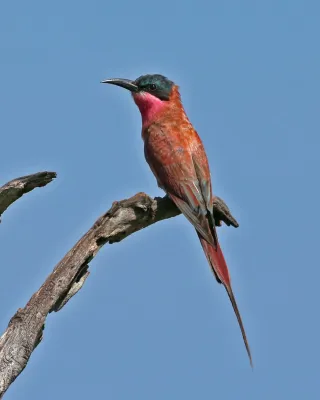 File:Merops nubicoides, Khwai, Botswana 1.jpg