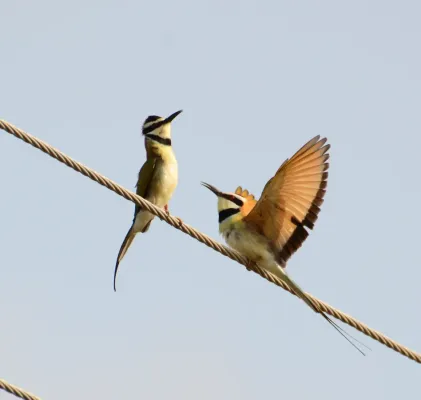 File:Merops albicollis, Dodowa, Ghana 3.jpg