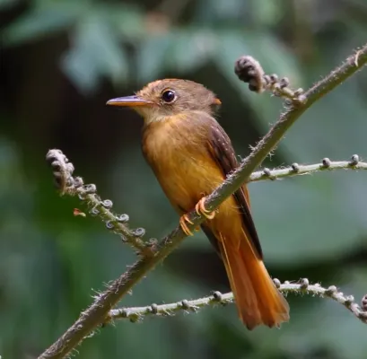 File:Onychorhynchus swainsoni - Atlantic Royal Flycatcher 02.jpg