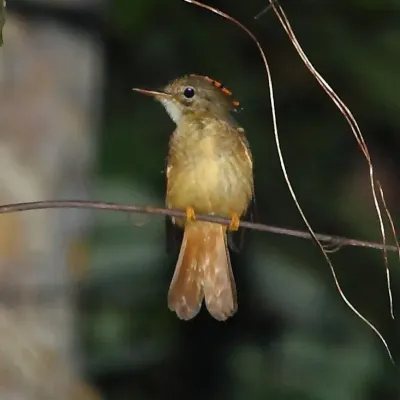 File:Onychorhynchus coronatus - Amazonian Royal Flycatcher.JPG