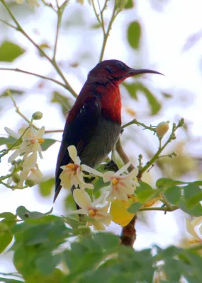 File:Aethopyga vigorsii 1.jpg