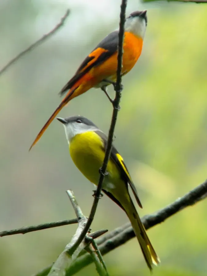 File:Pericrocotus solaris -Taiwan -pair-8.jpg