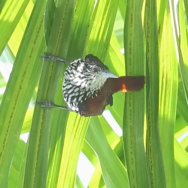 File:Berlepschia rikeri - Point-tailed Palmcreeper.JPG