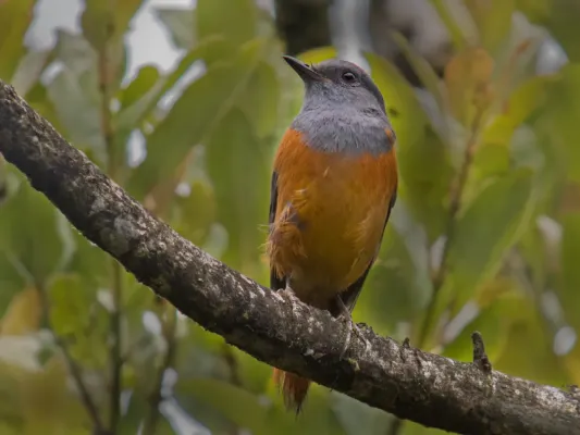 File:Forest Rock-Thrush (Monticola sharpei), Ranomafana National Park, Madagascar.jpg