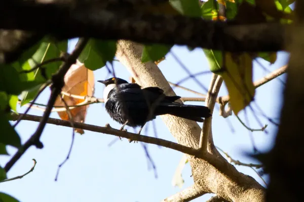 File:Grafisia Torquata (White-collared Starling).jpg