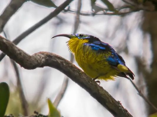 File:Yellow-bellied Sunbird Asity (Neodrepanis hypoxantha), Ranomafana National Park, Madagascar.jpg