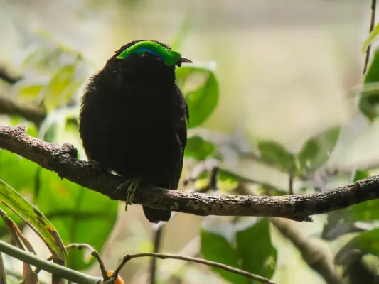 File:Velvet asity (Philepitta castanea), Ranomafana National Park, Madagascar.jpg