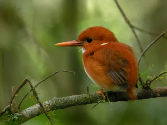 File:Madagascar Pygmy Kingfisher (Corythornis madagascariensis), Mantadia National Park, Madagascar.jpg