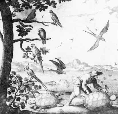 File:Amazona.violacea.jpg