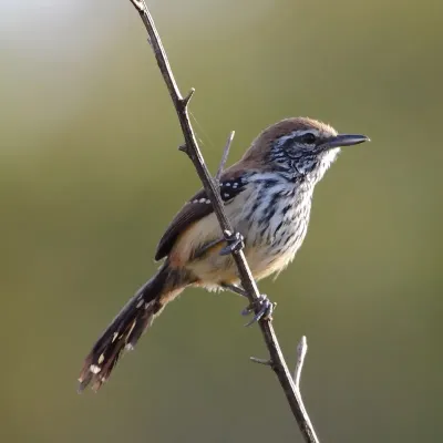 File:Formicivora rufa - Rusty-backed Antwren (female).jpg
