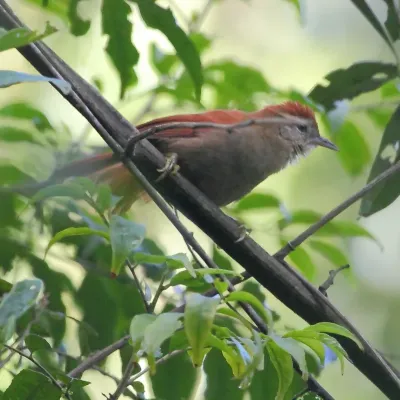 File:Cranioleuca vulpina - Rusty-backed Spinetail.jpg