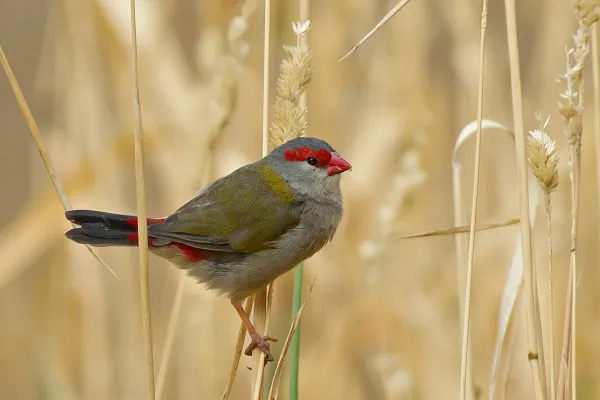 File:Neochmia temporalis -near Loddon River, Newstead, Victoria, Australia-8.jpg