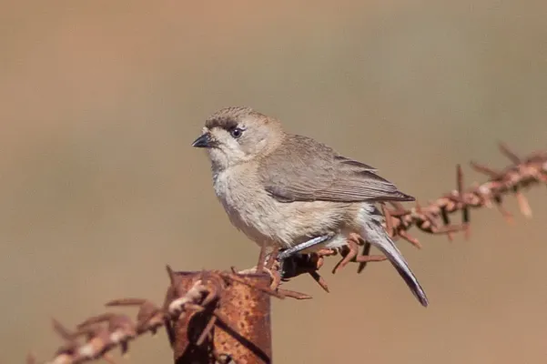 File:Aphelocephala leucopsis -Waikerie, South Australia, Australia-8.jpg