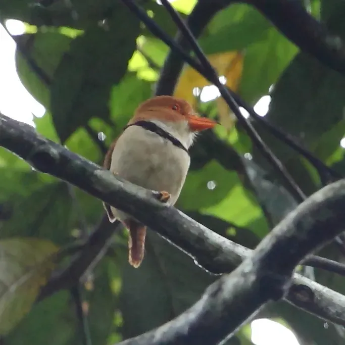 File:Bucco capensis - Collared Puffbird.JPG
