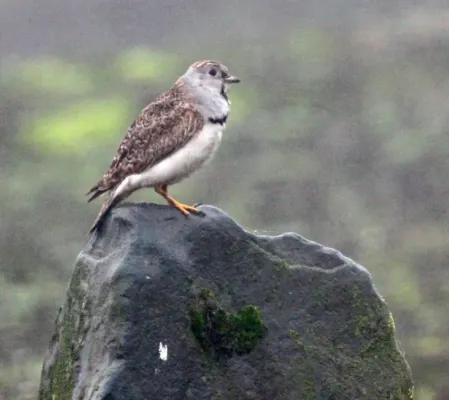 File:Least Seedsnipe (Thinocorus rumicivorus) (9499598312).jpg