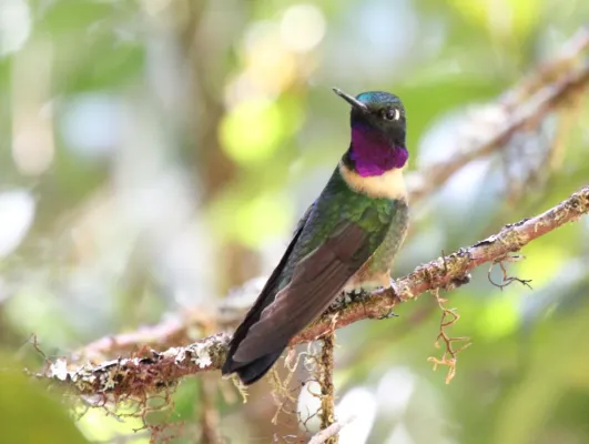 File:Amethyst-throated Sunangel (Heliangelus amethysticollis).jpg