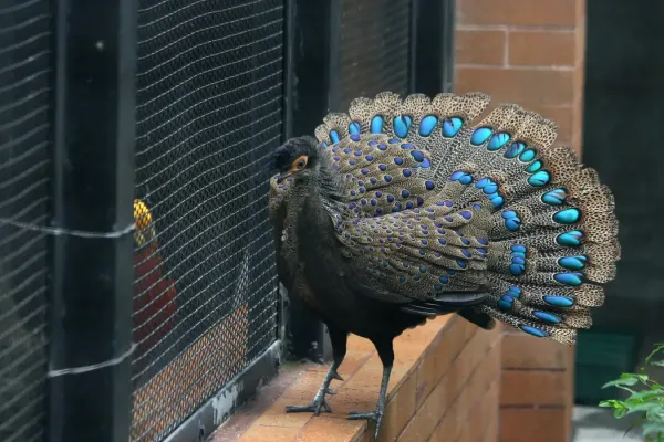 File:Polyplectron malacense -captive -male-8a.jpg