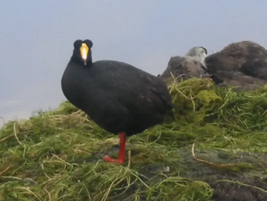 File:Fulica gigantea.jpg