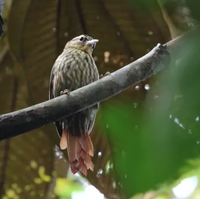 File:Cichlocolaptes leucophrus - Pale-browed Treehunter.JPG