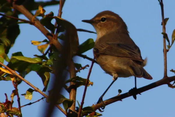 File:Plain leaf warbler (phylloscopus neglectus).JPG