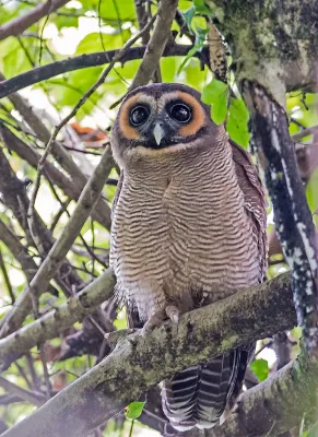 File:Strix leptogrammica -Surrey Bird Sanctuary, Welimada, Sri Lanka -8a.jpg