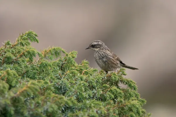 File:Prunella ocularis, Mt Aragats, Armenia.jpg