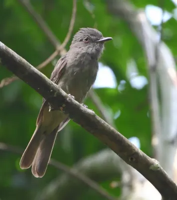 File:Rhytipterna simplex - Grayish Mourner.jpg