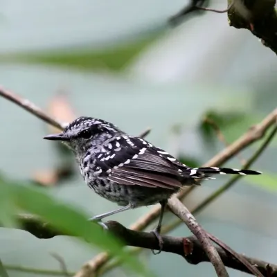 File:Drymophila squamata - Scaled Antbird (male).jpg