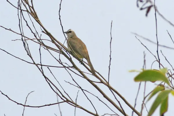 File:Yellow-vented Bulbul (Pycnonotus goiavier).jpg