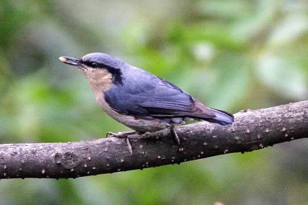 File:Chestnut-vented Nuthatch (Sitta nagaensis).jpg