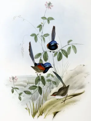 File:Malurus pulcherrimus.jpg