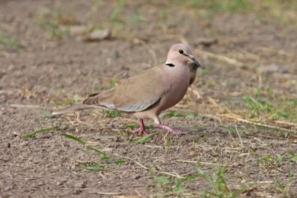 File:Streptopelia vinacea -Gambia-8.jpg