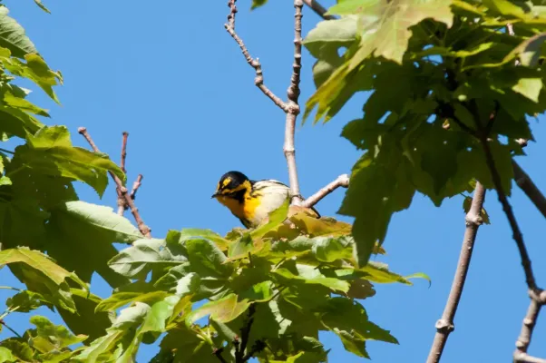 File:Blackburnian Warbler Setophaga fusca, Nahant, MA 2.jpg