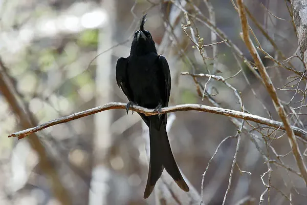 File:Dicrurus Forficatus Crested Drongo Kirindy Madagascar.jpg