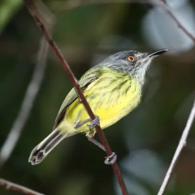 File:Todirostrum maculatum - Spotted Tody-Flycatcher.JPG