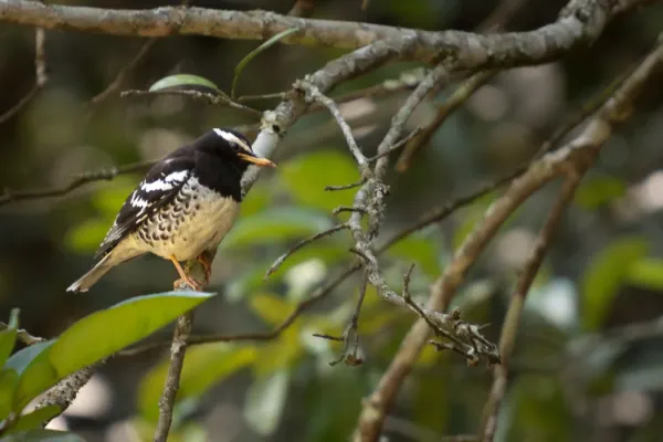 File:Geokichla wardii -Nandi Hills, Karnataka, India -male-8.jpg