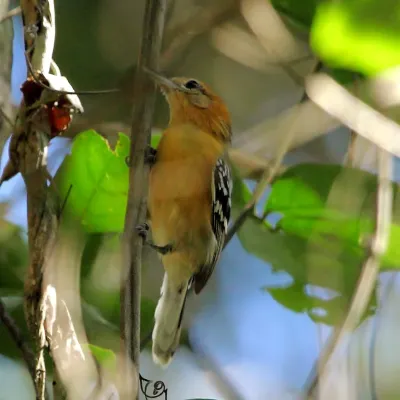 File:Herpsilochmus longirostris - Large-billed Antwren (female) 01.JPG