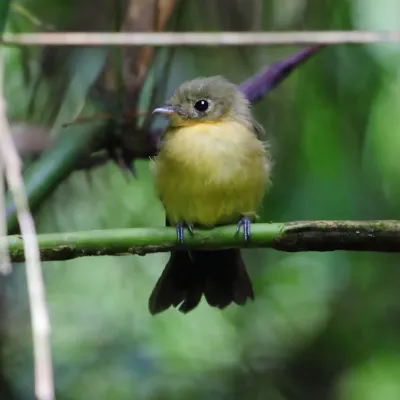 File:Myiobius atricaudus - Black-tailed Flycatcher.JPG