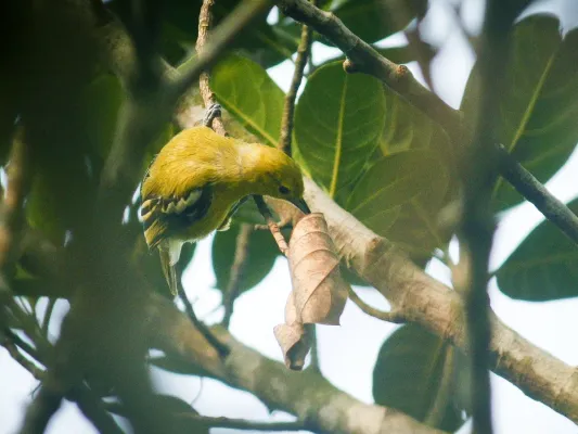 File:Common Iora (Aegithina tiphia), Bajitpur, Bangladesh (7472695172).jpg