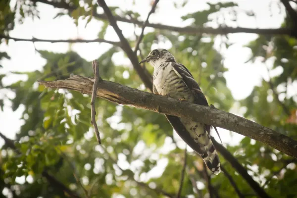File:Indian Cuckoo (Cuculus micropterus) (7472697996).jpg