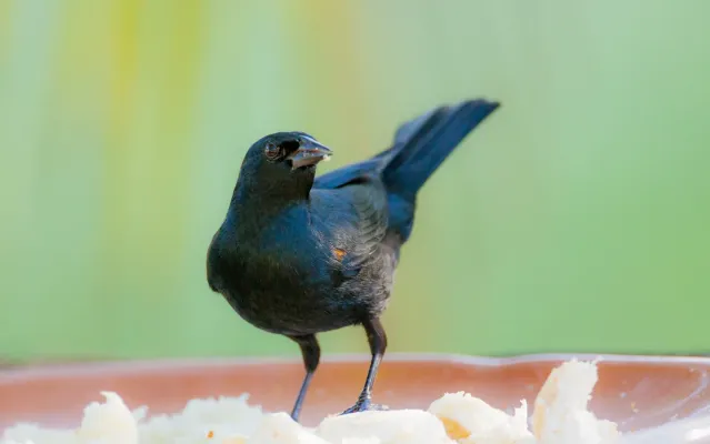File:Agelaius humeralis, Holguin, Cuba.jpg