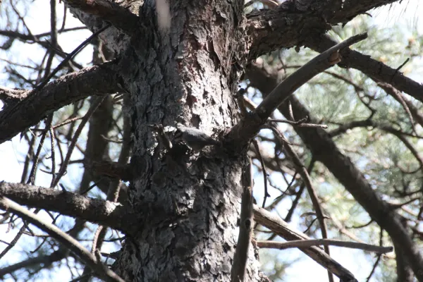 File:Sitta villosa 5.jpg